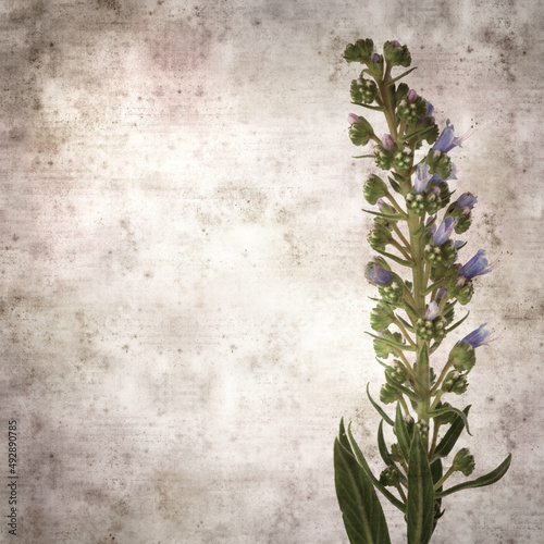 square stylish old textured paper background with blue flowers of Echium callithyrsum, blue bugloss of Tenteniguada, endemic to Gran Canaria 