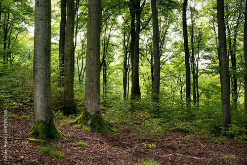 Beautiful idyllic forest scene, showing large beech trees with lush green foliage, Rühler Schweiz (Rühle Switzerland), Solling-Vogler Nature Park, Weser Uplands, Lower Saxony, Germany