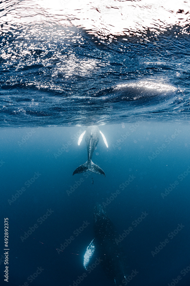 Naklejka premium Humpback whale