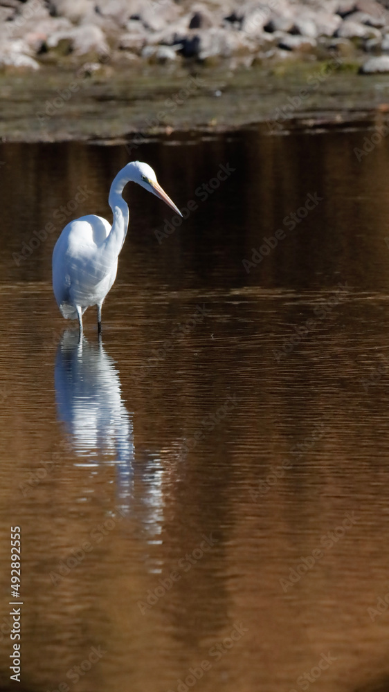 Naklejka premium great blue heron