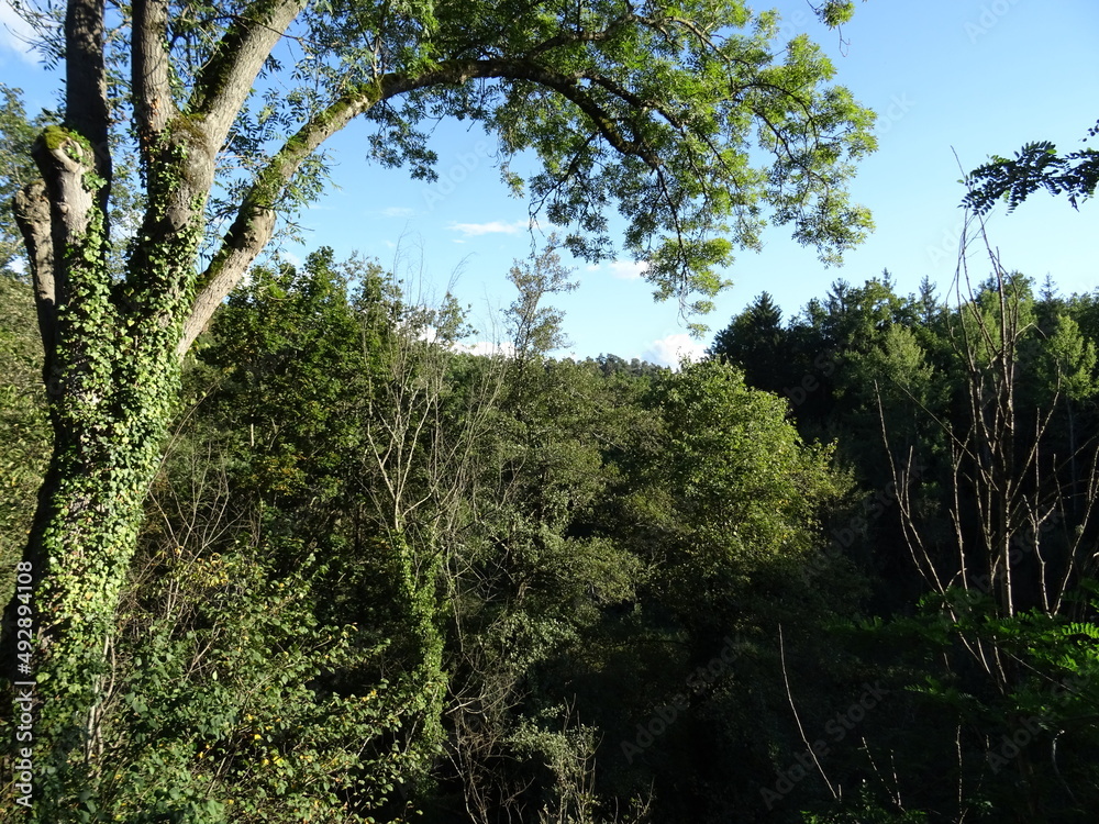 Fototapeta premium arbre nature 