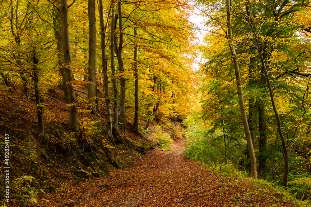 Forest road covered with autumn leaves leading through a beech forest in fall colors, near Hämelschenburg, Weser Uplands, Lower Saxony, Germany
