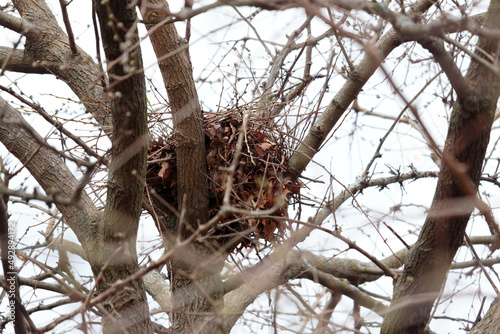 a squirrel nest for raising their young made of brown leaves and twigs in a crook in a tree top in early Spring