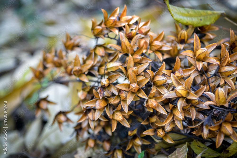 A bunch of tuna flowers falling to the dry ground. A beautiful design with ecology A bunch of tuna flowers falling to the dry ground. A beautiful design with ecology