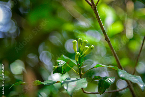 A bunch of cloves on a clove tree. Medicinal raw cloves on a green background. Used to make toothpas