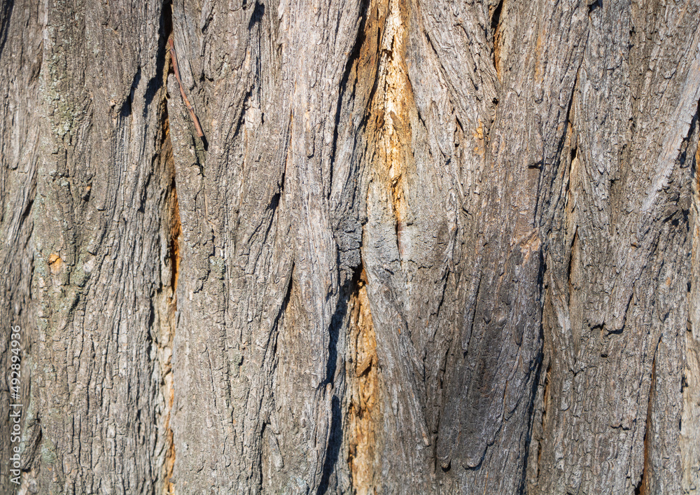 Closeup of tree bark - perfect for background Closeup of tree bark - perfect for background