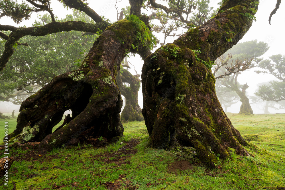 Close-up of the moss and fern covered trunks of two stinkwood laurel tree (Ocotea foetens) in the ancient laurel forest of Fanal, Madeira, Laurissilva Nature Reserve