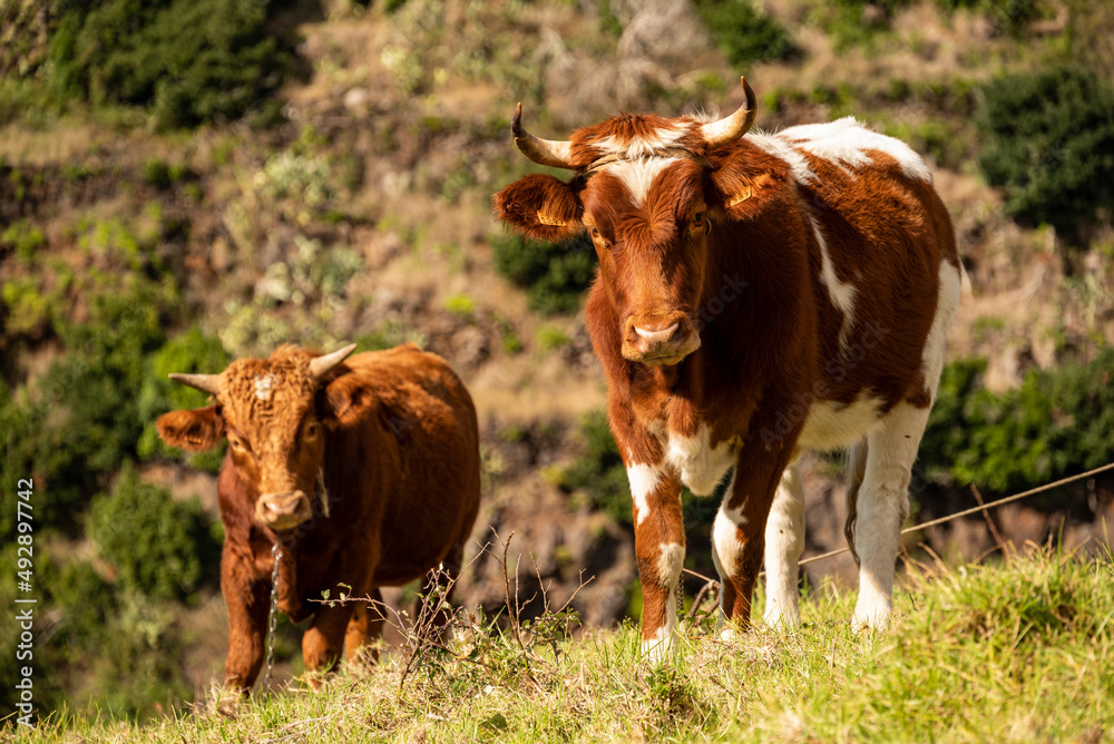 Brown and white spotted cow and her calf grazing on pasture near Prazeres, Madeira, Portugal