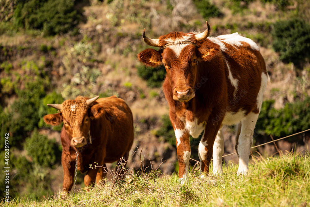Brown and white spotted cow and her calf grazing on pasture near Prazeres, Madeira, Portugal Brown and white spotted cow and her calf grazing on pasture near Prazeres, Madeira, Portugal