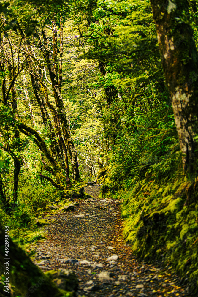Fototapeta premium Vibes in a forest