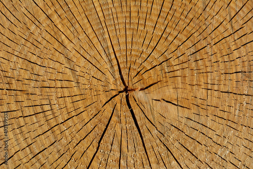 tree rings texture high resolution
