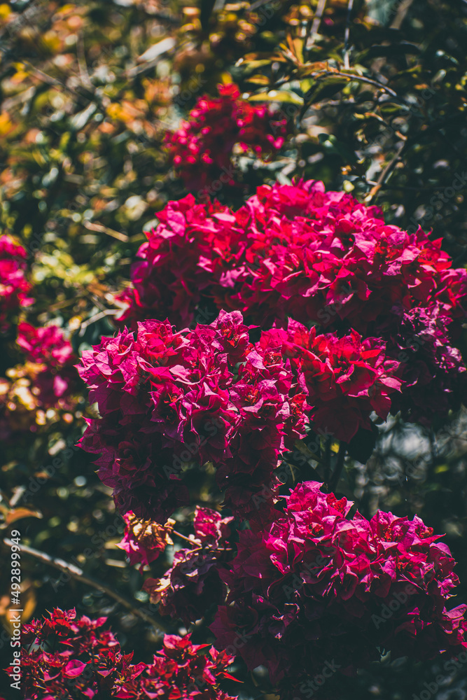 red rose bush red rose bush