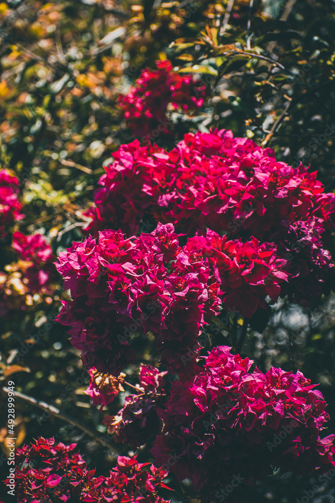 red rose bush