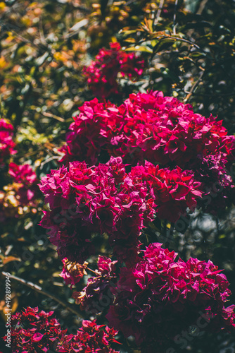 Fototapeta Naklejka Na Ścianę i Meble -  red rose bush