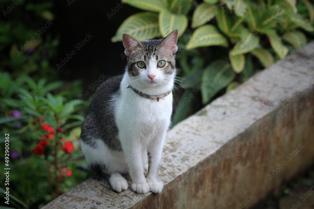 an adorable tomcat looks at the camera while being photographed an adorable tomcat looks at the camera while being photographed