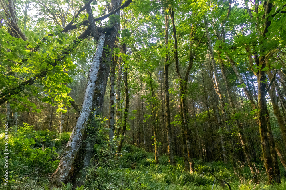 bright lush green forest on a bright sunny day