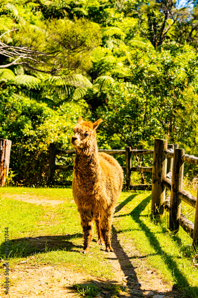 Fototapeta premium Lama