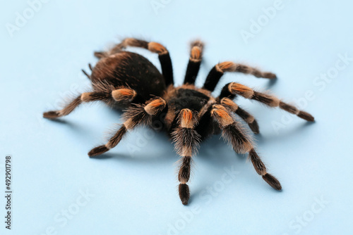 Scary tarantula spider on blue background