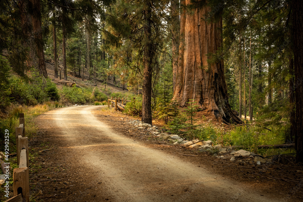 Old Dirt Road Winds Past Sequoia Trees In Mariposa Grove Of Yosemite