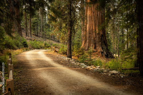 Old Dirt Road Winds Past Sequoia Trees In Mariposa Grove Of Yosemite