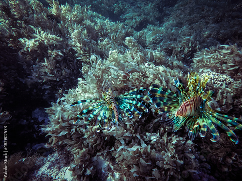 Underwater photos of the coral reef and the marine life in Red sea. Dahab Egypt