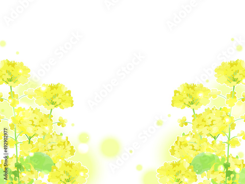 手描き、水彩の菜の花のイラスト背景