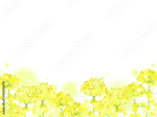 手描き、水彩の菜の花のイラスト背景
