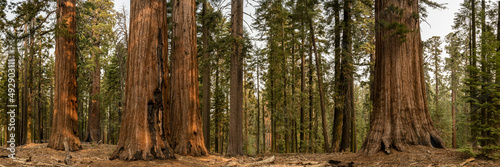Panorama of Sequoia Tree Grouping In Mariposa Grove photo