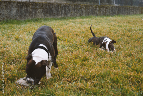 AMSTAFF