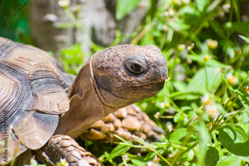 Argentine land tortoise (Chelonoidis chilensis) portrait.  Protected species photo