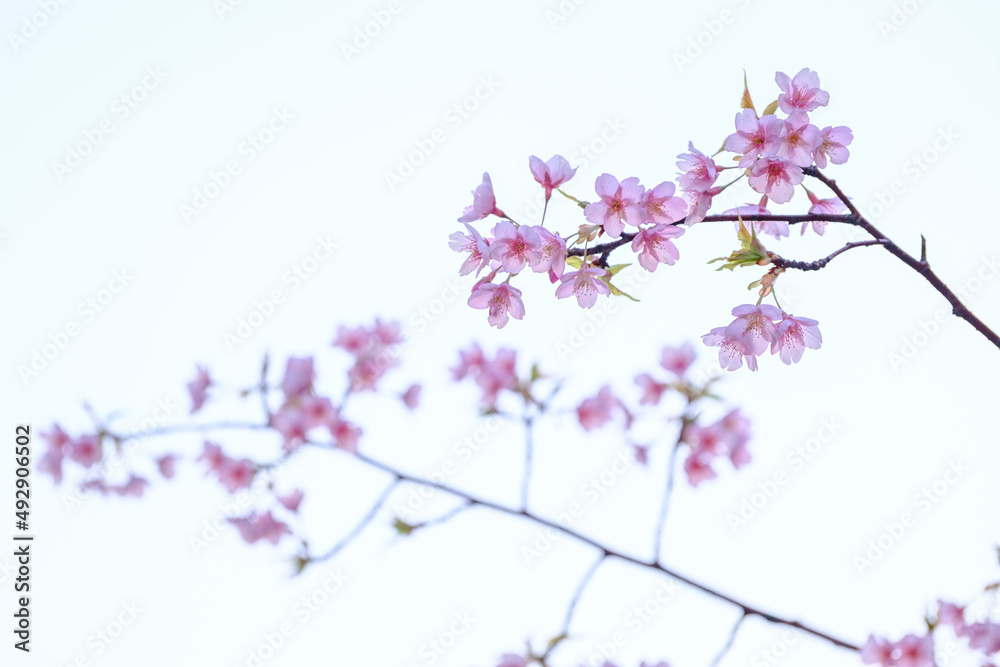 春の兆しが見える早春、河津桜がいち早く咲き始める。透き通るようなピンクの花びらが美しい。