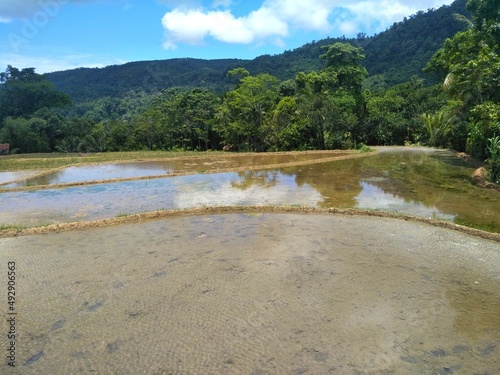 View of the watery rice fields in Village