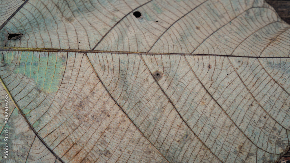 Fototapeta premium texture of leave in the forest background