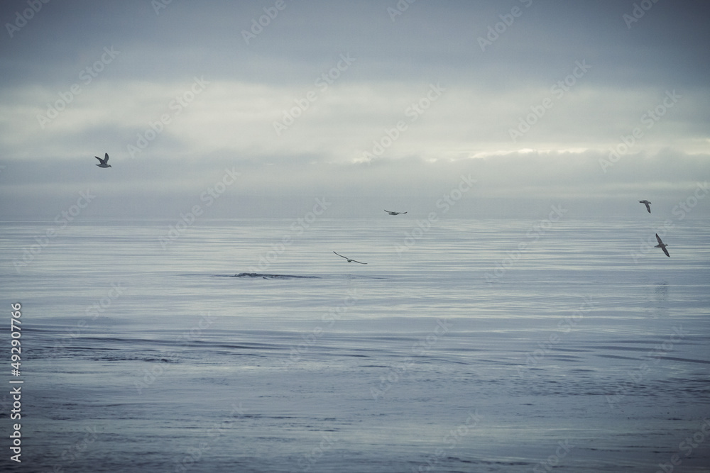 Humpback whales in Husavik Iceland.