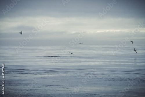 Humpback whales in Husavik Iceland. © Athanasios