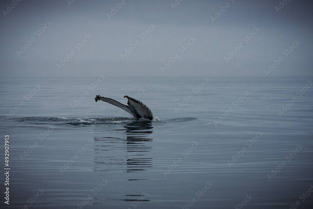 Fototapeta premium Humpback whales in Husavik Iceland.