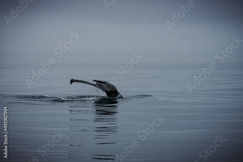 Humpback whales in Husavik Iceland.