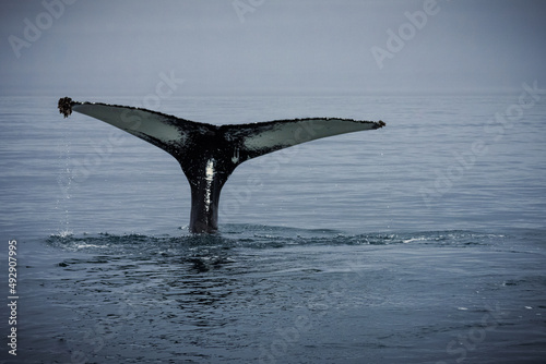 Humpback whales in Husavik Iceland. © Athanasios
