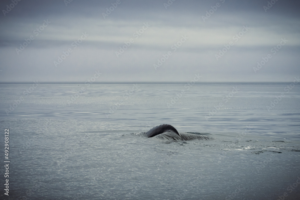 Obraz premium Humpback whales in Husavik Iceland.