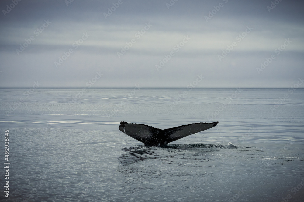 Fototapeta premium Humpback whales in Husavik Iceland.