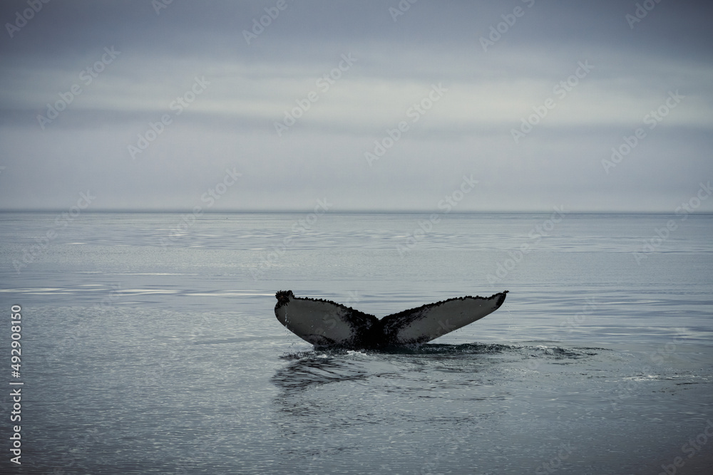 Fototapeta premium Humpback whales in Husavik Iceland.