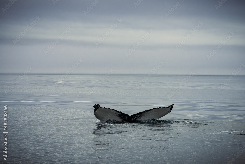 Fototapeta premium Humpback whales in Husavik Iceland.