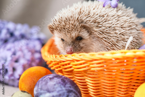 Cute hedgehog in basket and...