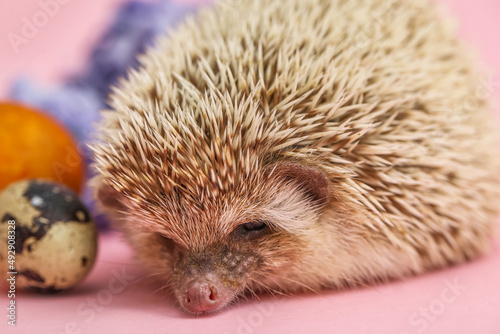 Cute hedgehog with Easter e...
