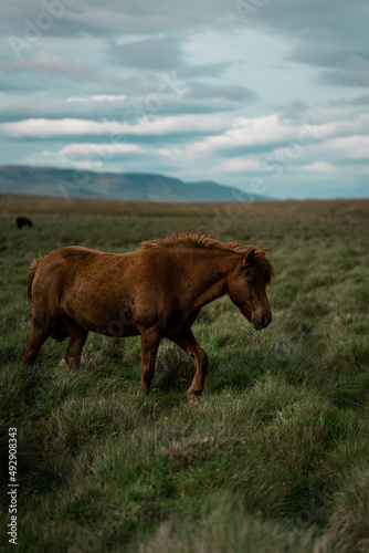 Icelandic horses in the wild.