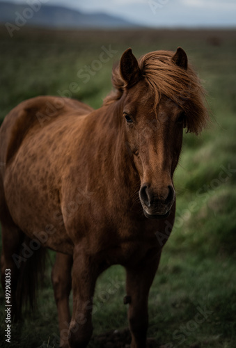 Fototapeta Naklejka Na Ścianę i Meble -  Icelandic horses in the wild.