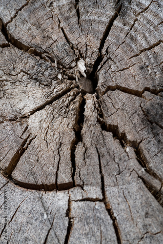 Tree Texture in muted tones