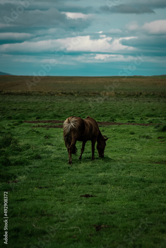 Icelandic horses in the wild.