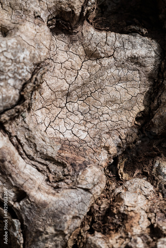 Tree texture with cracks and detailed shadows