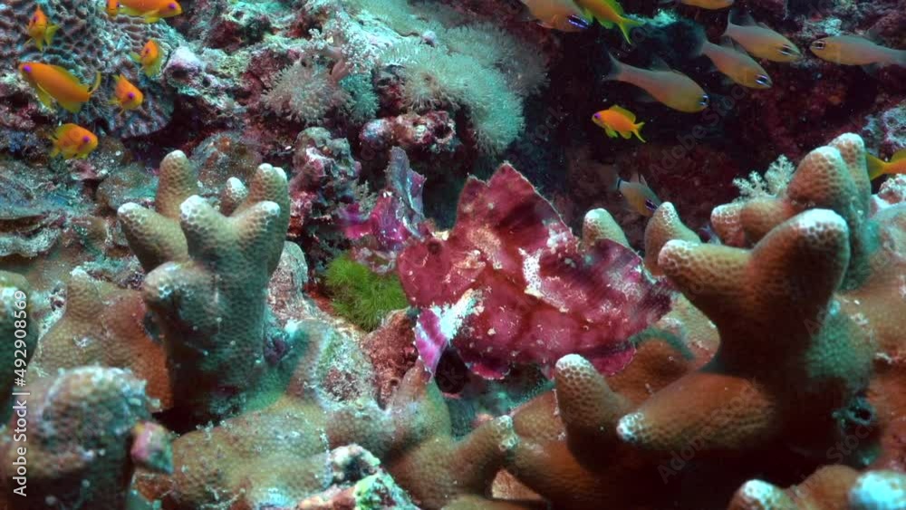 Leaf scorpionfish (Taenianotus triacanthus) sits on the reef patiently waiting to gobble up passing tiny fish.
